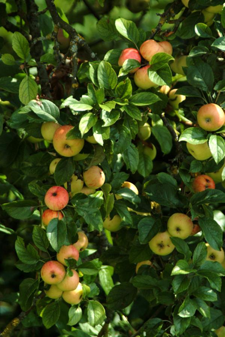 planting apple trees in autumn