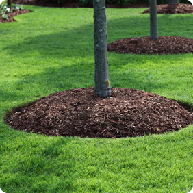 Mulch around a tree to prevent weeds growing 