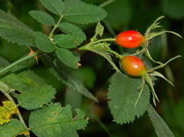 rosehips in the hedgrow