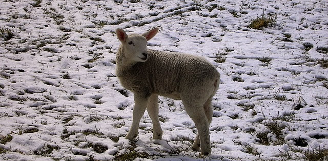 spring lamb snow image